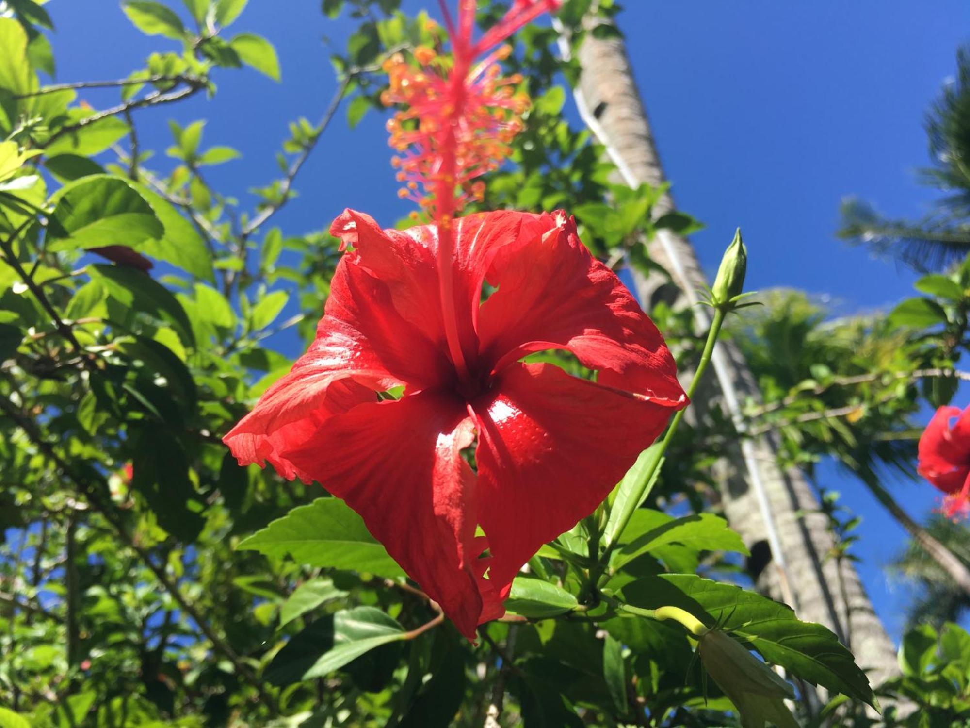 Taveuni Palms Resort Matei Zewnętrze zdjęcie