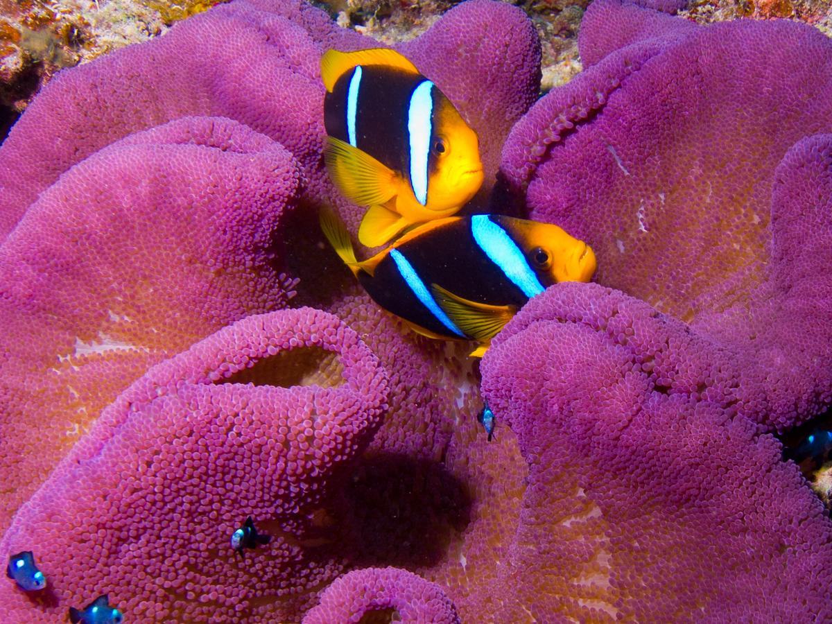 Taveuni Palms Resort Matei Zewnętrze zdjęcie